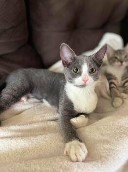 Banshee -  Domestic Short Hair Cat for Adoption in Hartville, Ohio - Banshee | PetCurious