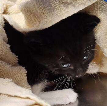 Freddy -  Domestic Short Hair Cat for Adoption in Vancouver, Washington - Freddy | PetCurious