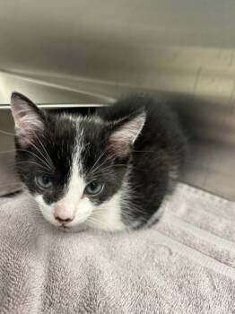 Rescue Domestic Short Hair Cats for Adoption in La Grange, Kentucky - Riffraff | PetCurious