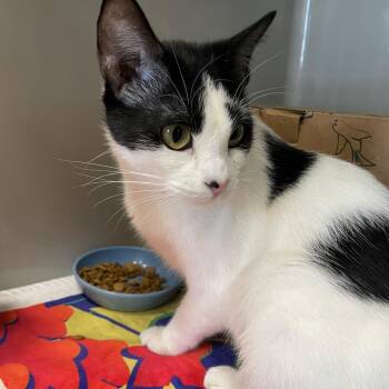Shandy -  Domestic Short Hair Cat for Adoption in Saint Charles, Missouri - Shandy | PetCurious