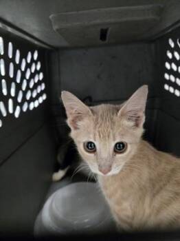 Murphy 1292-26 -  Domestic Short Hair Cat for Adoption in Cumming, Georgia - Murphy 1292-26 | PetCurious