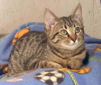 Goldie -  Domestic Short Hair Cat for Adoption - Goldie | PetCurious