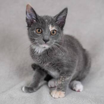 Domestic Short Hair Cats Available for Adoption in Sunnyvale, California - Midi | PetCurious