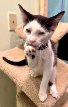 Domestic Short Hair Cats Available for Adoption - Peppermint | PetCurious