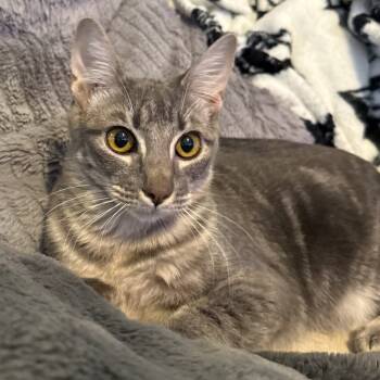 Rescue Domestic Short Hair Cats for Adoption in Houston, Texas - Holly | PetCurious