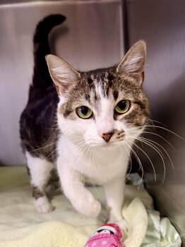 Domestic Short Hair Cats Available for Adoption in Exeter, Rhode Island - Bailey | PetCurious