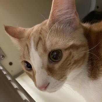 Domestic Short Hair Cats Available for Adoption - Dash | PetCurious