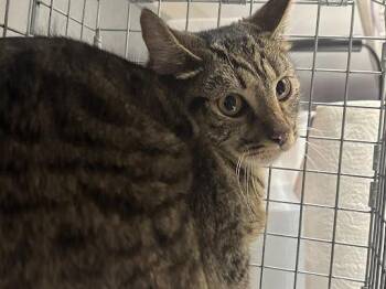 Domestic Short Hair Cats Available for Adoption in Las Vegas, Nevada - PAM | PetCurious