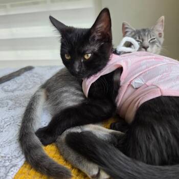Cher -  Domestic Short Hair Cat for Adoption in Hedgesville, West Virginia - Cher | PetCurious