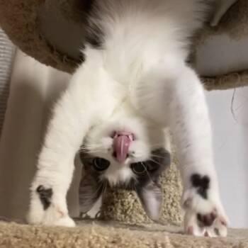 Rescue American Shorthair Cats for Adoption in Rochester, Minnesota - Luna B. | PetCurious