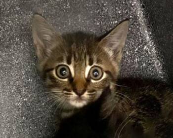 Rescue Domestic Short Hair Cats for Adoption in Watkinsville, Georgia - Fritos @ PetSmart In Athens, GA | PetCurious