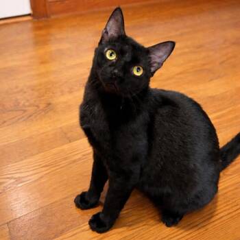Batman -  Domestic Short Hair Cat for Adoption in Newborn, Georgia - Batman | PetCurious