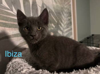 Rescue Domestic Short Hair Cats for Adoption in Naugatuck, Connecticut - Ibiza | PetCurious
