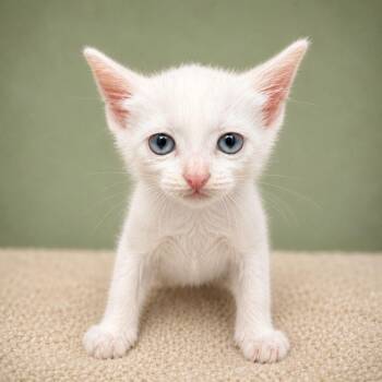 Magnus -  Domestic Short Hair Cat Available for Adoption in Miami, Florida - Magnus | PetCurious