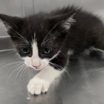 Grumpy -  Domestic Short Hair Cat for Adoption in Washburn, Missouri - Grumpy | PetCurious