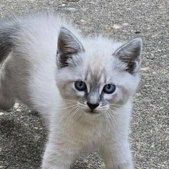Casanova -  Siamese Cat for Adoption in Hernando, Mississippi - Casanova | PetCurious