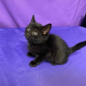 Domestic Short Hair Cats Available for Adoption in North Myrtle Beach, South Carolina - Flap Jack | PetCurious