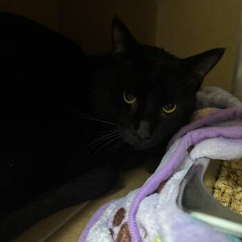 Domestic Short Hair Cats Available for Adoption - Nugget | PetCurious