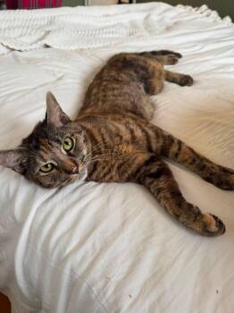 Sophie -  Domestic Short Hair Cat for Adoption in Enfield, Connecticut - Sophie | PetCurious