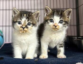 Rescue Domestic Short Hair Cats for Adoption in Riverbank, New Brunswick - Eerie And Cackle | PetCurious