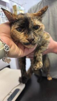 Hephaestus (26-083388 B) -  Domestic Short Hair Cat for Adoption in New Braunfels, Texas - Hephaestus (26-083388 B) | PetCurious