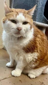 Odie -  Tabby Cat for Adoption in Leavenworth, Kansas - Odie | PetCurious