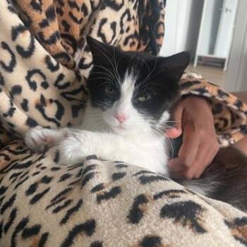 Sprite - Cuddly & Loving -  Tuxedo Cat for Adoption in Hamilton, Ontario - Sprite - Cuddly & Loving | PetCurious