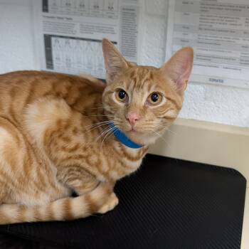 Rescue Domestic Short Hair Cats for Adoption in Ardmore, Oklahoma - Tim | PetCurious