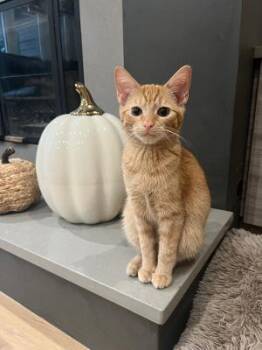 Anthropologie -  Domestic Short Hair Cat for Adoption in Mokena, Illinois - Anthropologie | PetCurious