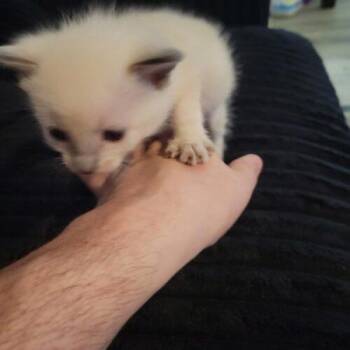 Miso 2 -  Domestic Short Hair Cat for Adoption in Tampa, Florida - Miso 2 | PetCurious