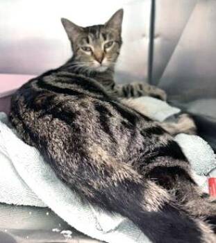 Patio -  Domestic Short Hair Cat for Adoption in Fishers, Indiana - Patio | PetCurious