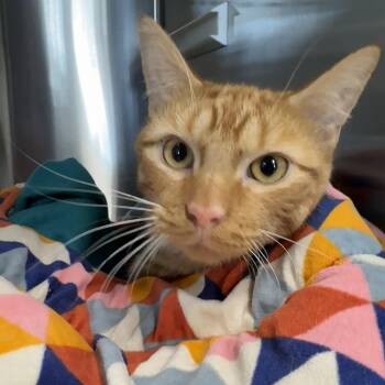 Rescue Domestic Short Hair Cats for Adoption in Seneca, Pennsylvania - Silas | PetCurious