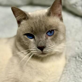 DaVinci -  Tonkinese Cat Available for Adoption in Pomona, California - DaVinci | PetCurious