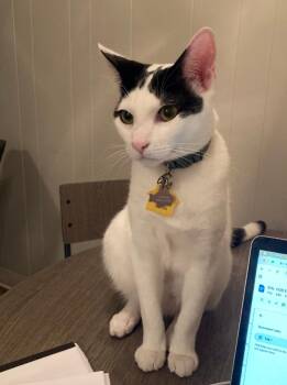 Domestic Short Hair Cats Available for Adoption in San Jose, California - Junebug & Cicada (Courtesy Post) | PetCurious