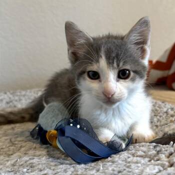 Mushroom 22 -  Domestic Short Hair Cat for Adoption in Austin, Texas - Mushroom 22 | PetCurious