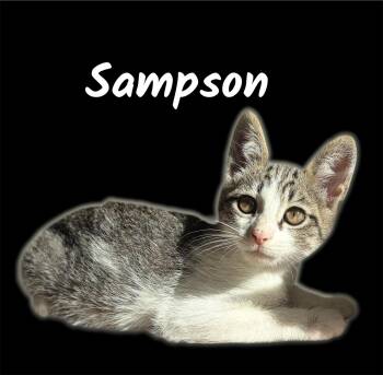 Domestic Short Hair Cats Available for Adoption in Auburn, California - Sampson | PetCurious