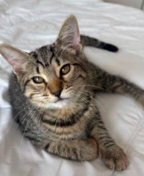 Ivy -  Domestic Short Hair Cat for Adoption in Sainte-martine, Quebec - Ivy | PetCurious