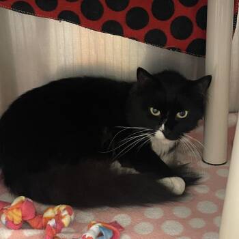Tuxedo Man -  Domestic Medium Hair Cat for Adoption in Brockton, Massachusetts - Tuxedo Man | PetCurious