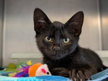 SINATRA -  Domestic Short Hair Cat for Adoption in Camarillo, California - SINATRA | PetCurious