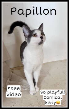 Rescue Domestic Short Hair Cats for Adoption in Greenville, Delaware - Papillon (FCID# 10/03/2025 - 105) Willow Grove | PetCurious
