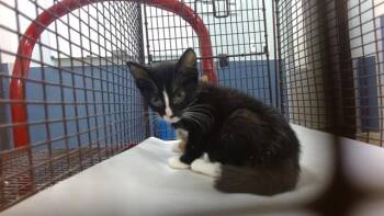 IRIS -  Domestic Short Hair Cat for Adoption in Doral, Florida - IRIS | PetCurious