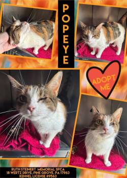 Popeye -  Domestic Short Hair Cat for Adoption in Pine Grove, Pennsylvania - Popeye | PetCurious