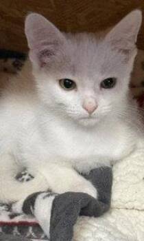 Dallas -  Domestic Short Hair Cat for Adoption in Lemoyne, Pennsylvania - Dallas | PetCurious