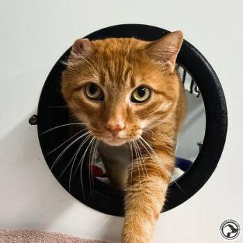 Bodhi -  Domestic Short Hair Cat for Adoption in Elmira, New York - Bodhi | PetCurious