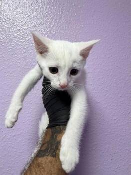 61261709 -  Domestic Short Hair Cat for Adoption in El Paso, Texas - 61261709 | PetCurious