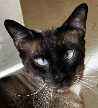Charlie -  Siamese Cat for Adoption in Theodore, Alabama - Charlie | PetCurious