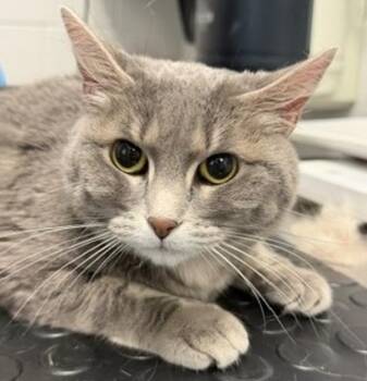 Bunny -  Domestic Short Hair Cat for Adoption in Golden, Colorado - Bunny | PetCurious