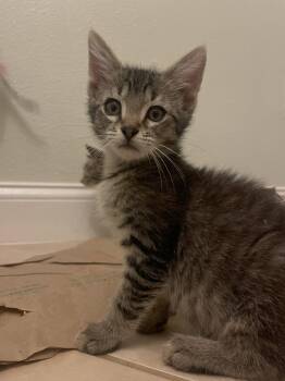 Freddy (new) -  Domestic Short Hair and Tabby Cat for Adoption in Zephyrhills, Florida - Freddy (new) | PetCurious