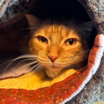 Domestic Short Hair Cats Available for Adoption in Mankato, Minnesota - Prince | PetCurious