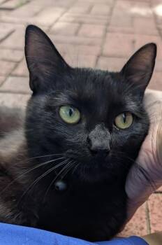 Zorro -  Domestic Short Hair Cat for Adoption in Edmond, Oklahoma - Zorro | PetCurious